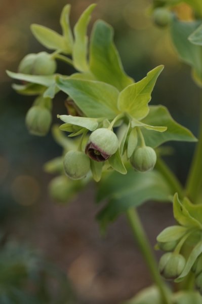 画像2: 原種クリスマスローズ フェチダス12cmロングポット (2)