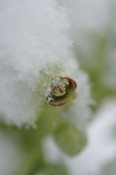 画像4: 原種クリスマスローズ フェチダス12cmロングポット (4)