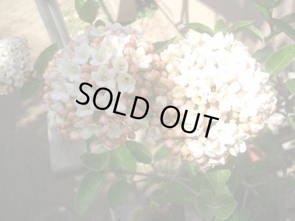 画像4: オオチョウジガマズミ 9cmポット苗 (4)