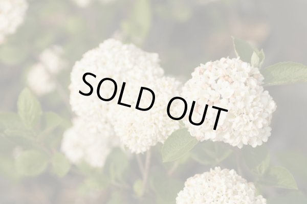 画像5: オオチョウジガマズミ 9cmポット苗 (5)