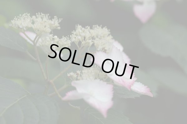 画像6: 山アジサイ　紅（くれない）　9cmポット (6)