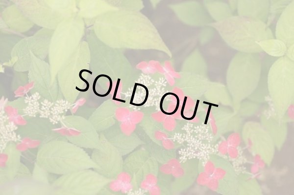 画像4: 山アジサイ　紅（くれない）　9cmポット (4)