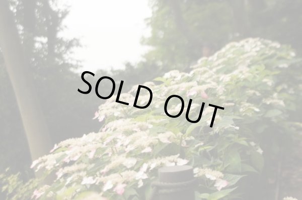 画像5: 山アジサイ　紅（くれない）　9cmポット (5)