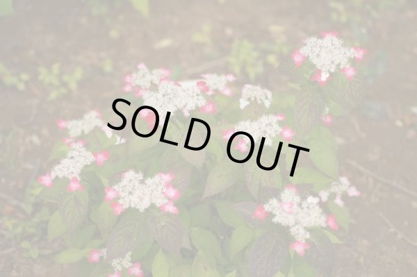 画像3: 山アジサイ　紅（くれない）　9cmポット (3)