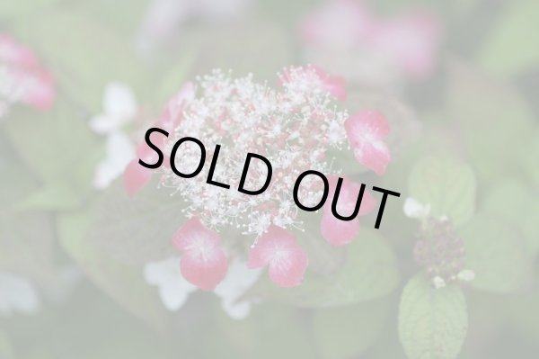 画像2: 山アジサイ　紅（くれない）　9cmポット (2)