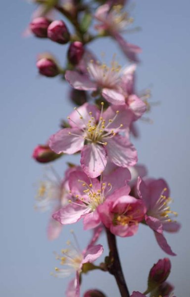 画像5: リンショウバイ 9cmポット苗 (5)