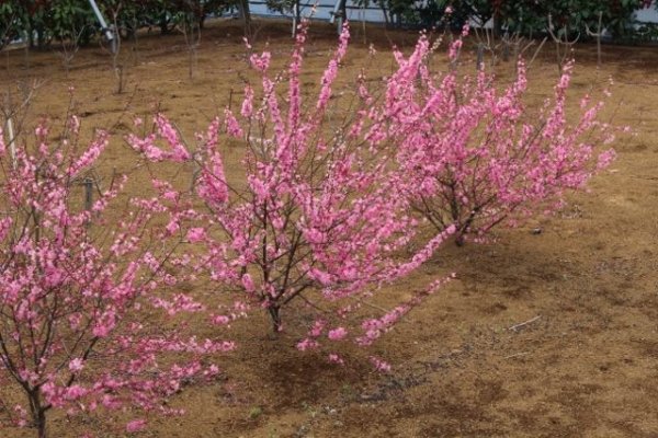 画像3: リンショウバイ 9cmポット苗 (3)