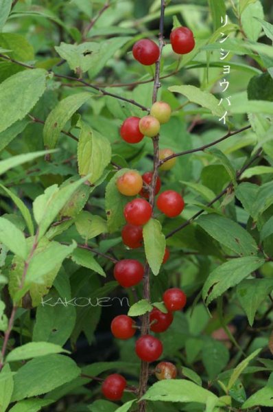 画像4: リンショウバイ 9cmポット苗 (4)