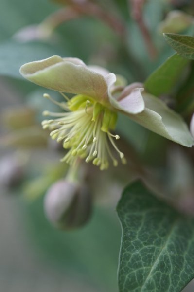 画像7: 原種クリスマスローズ　H.リビダス9cmポット (7)