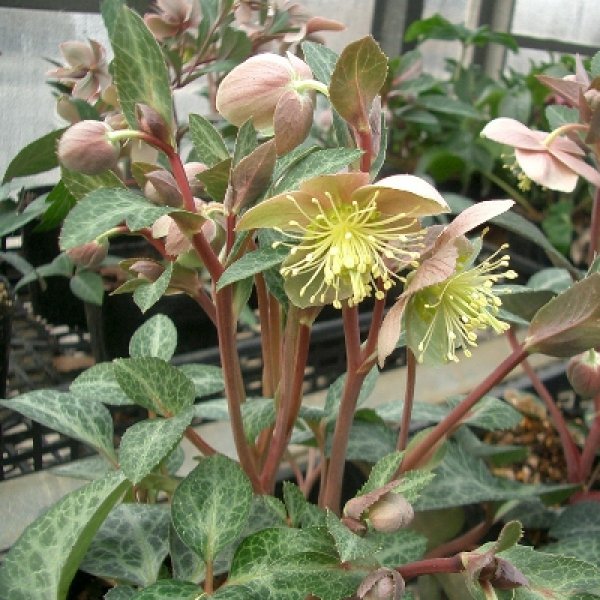 画像3: 原種クリスマスローズ　H.リビダス9cmポット (3)