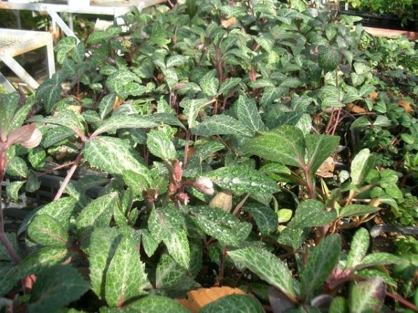 画像6: 原種クリスマスローズ　H.リビダス9cmポット (6)