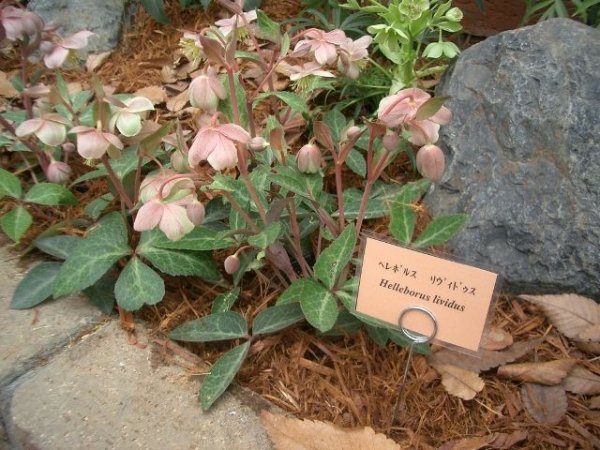 画像4: 原種クリスマスローズ　H.リビダス9cmポット (4)