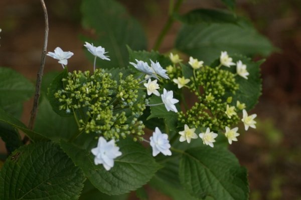 画像6: 隅田の花火　9cmポット苗 (6)