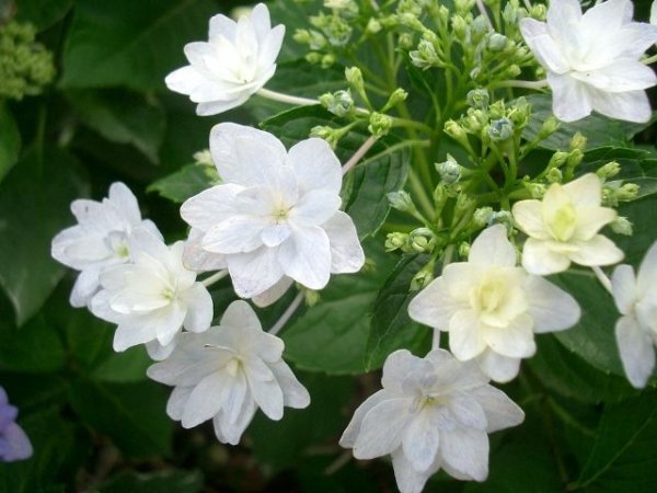 画像2: 隅田の花火　9cmポット苗 (2)