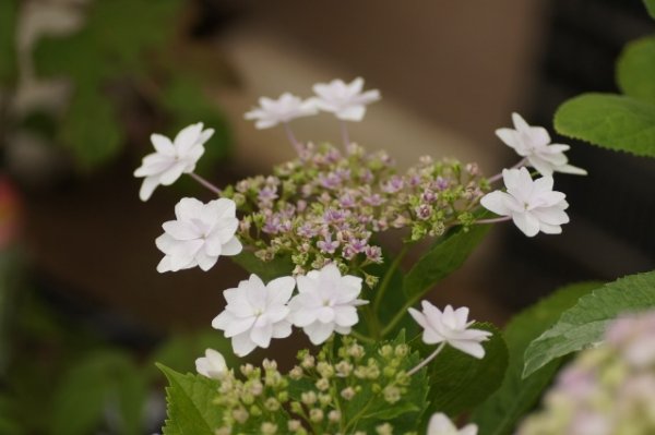 画像7: 隅田の花火　9cmポット苗 (7)