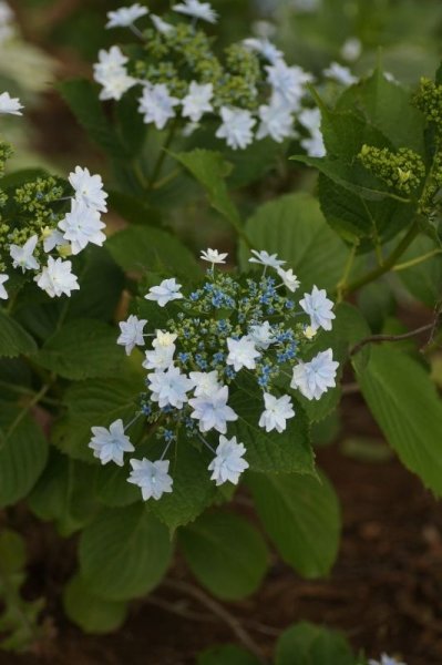 画像3: 隅田の花火　9cmポット苗 (3)