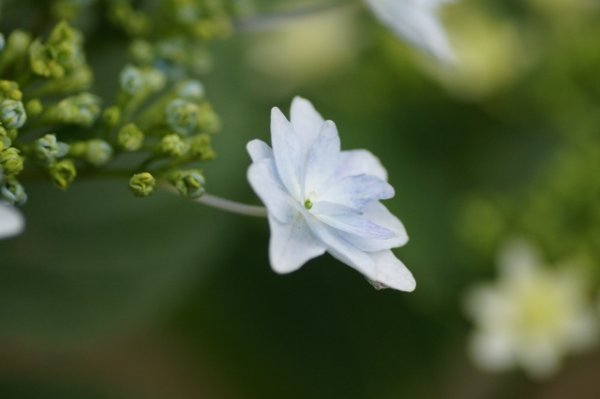 画像5: 隅田の花火　9cmポット苗 (5)