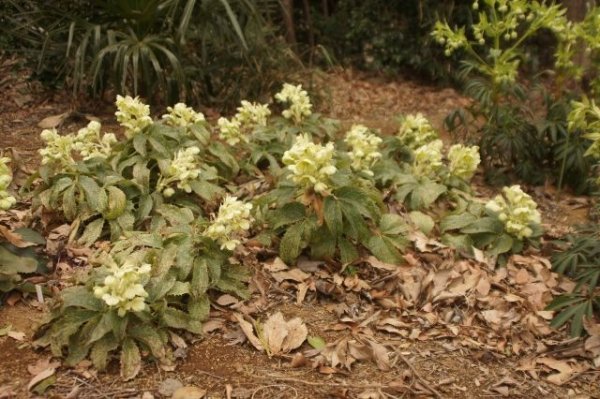 画像3: クリスマスローズ　H.アーグチフォリウス パシフィックフロスト9cmポット (3)