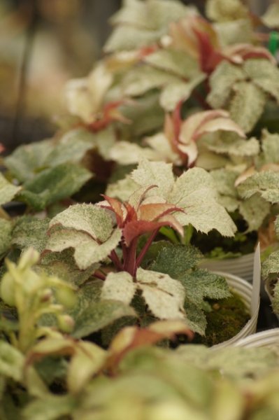 画像4: クリスマスローズ　H.アーグチフォリウス パシフィックフロスト9cmポット (4)