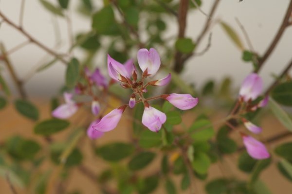 画像7: 四季咲雲南ハギ9cmポット (7)