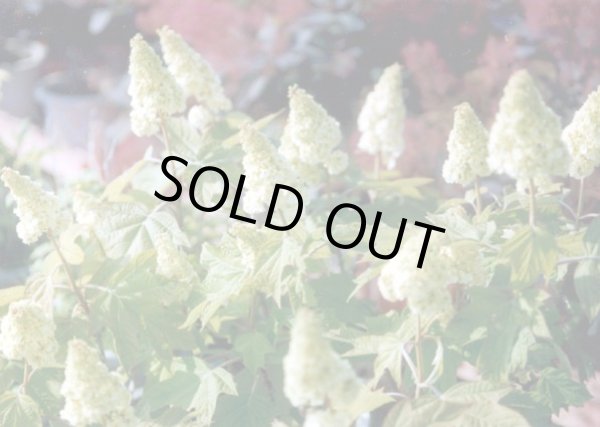 画像2: 八重柏葉アジサイハーモニー　12cmポット (2)