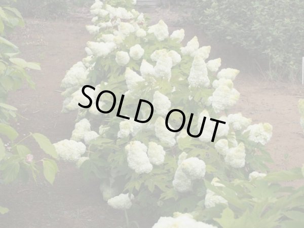 画像4: 八重柏葉アジサイハーモニー　12cmポット (4)