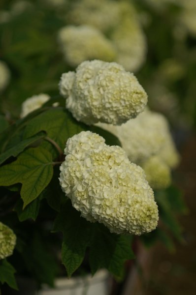 画像6: 八重柏葉アジサイハーモニー　9cmポット (6)