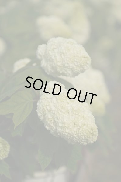 画像6: 八重柏葉アジサイハーモニー　12cmポット (6)