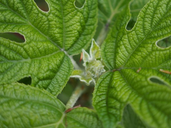 画像3: 八重柏葉アジサイハーモニー　9cmポット (3)