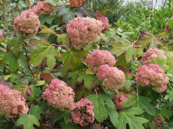 画像5: 八重柏葉アジサイハーモニー　9cmポット (5)