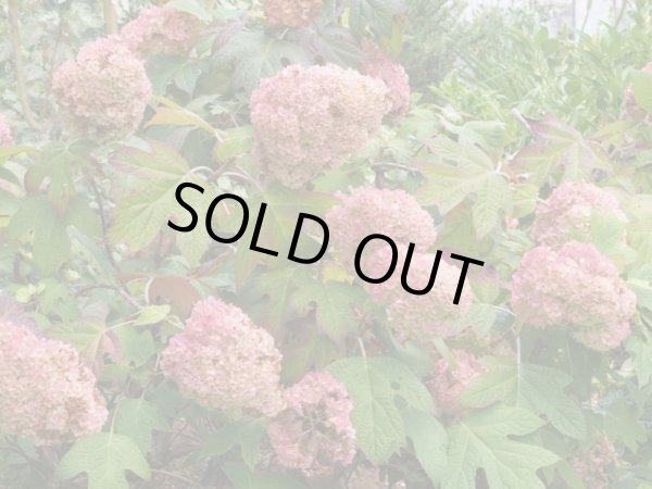 画像5: 八重柏葉アジサイハーモニー　12cmポット (5)