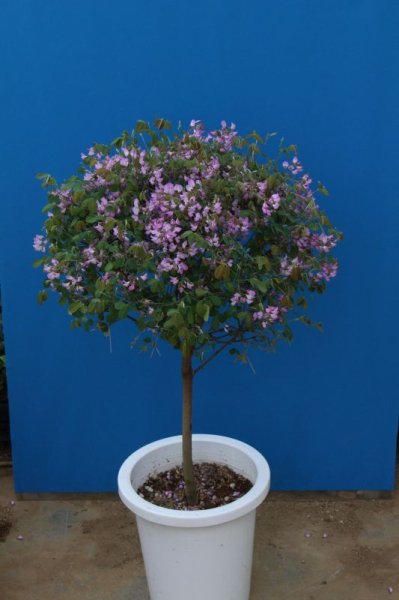 画像8: 四季咲雲南ハギ9cmポット (8)