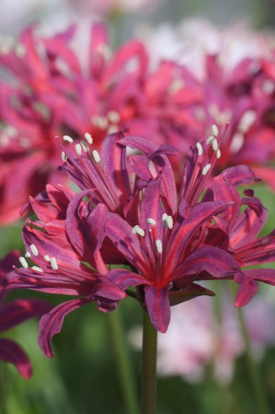 画像6: ネリネ　金時 (6)