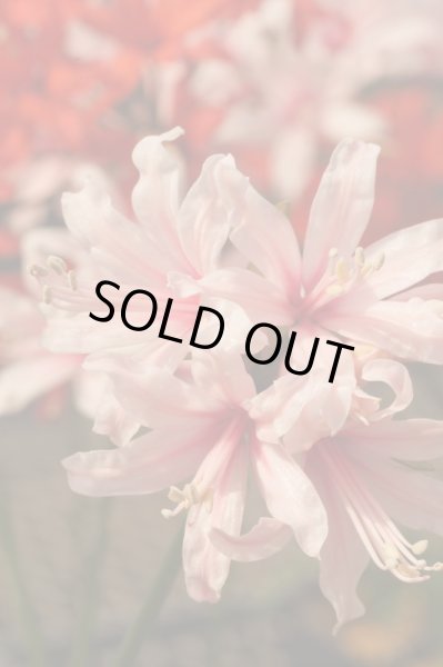 画像5: ネリネ　大山 (5)