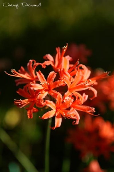 画像5: ネリネ　明神 (5)