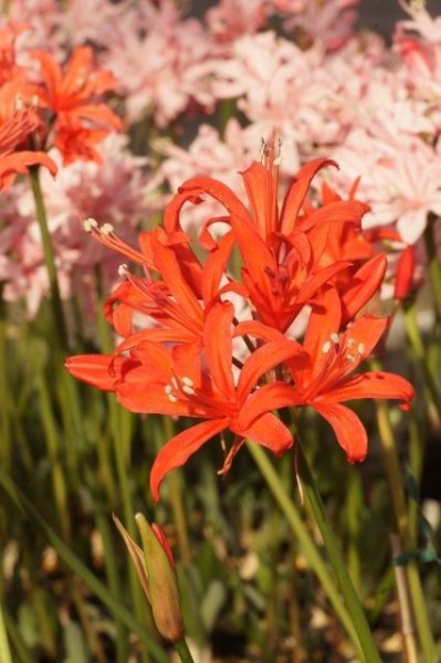 画像4: ネリネ　明神 (4)