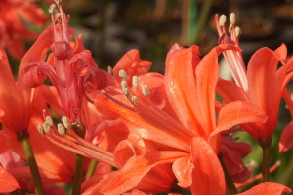 画像2: ネリネ　明神 (2)