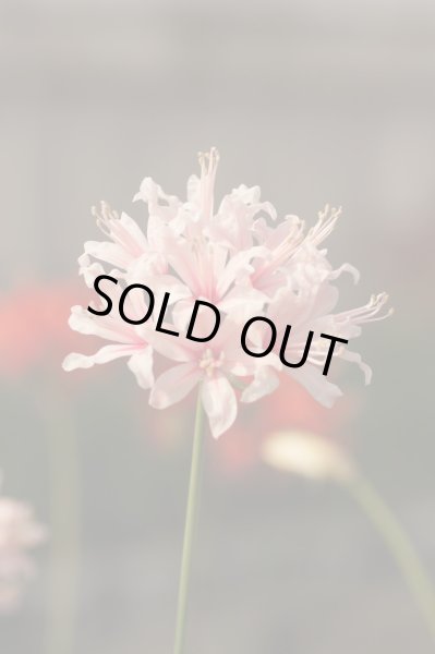 画像2: ネリネ　大山 (2)