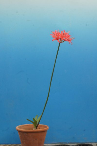 画像3: ネリネ　明神 (3)