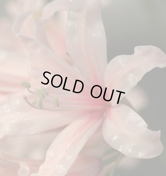 画像4: ネリネ　大山 (4)