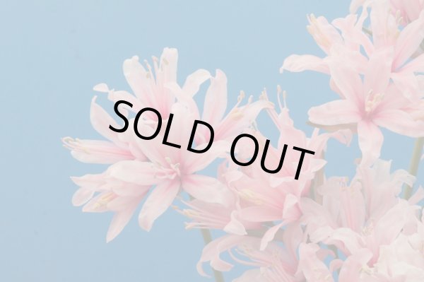 画像6: ネリネ　大山 (6)