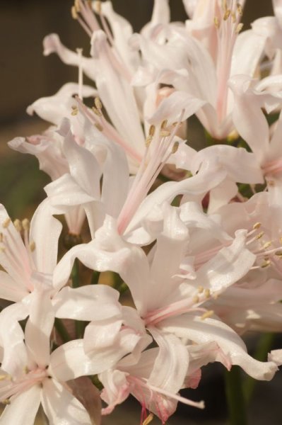 画像5: ネリネ　吉野 (5)