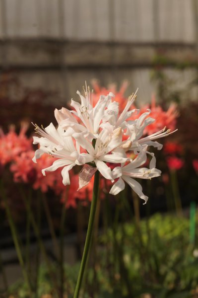 画像3: ネリネ　吉野 (3)