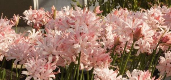 画像2: ネリネ　高尾 (2)