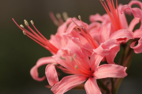 画像3: ネリネ　榛名 (3)