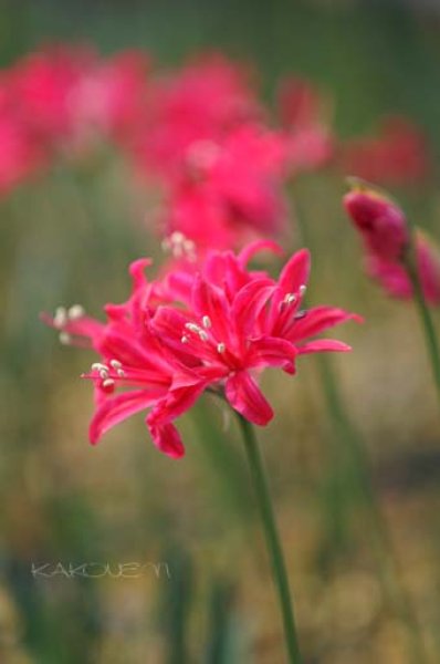 画像3: ネリネ　丹沢 (3)