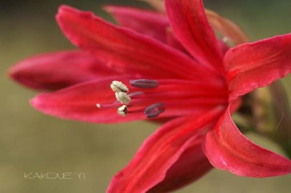 画像5: ネリネ　丹沢 (5)