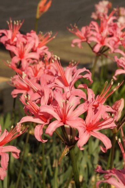 画像4: ネリネ　榛名 (4)