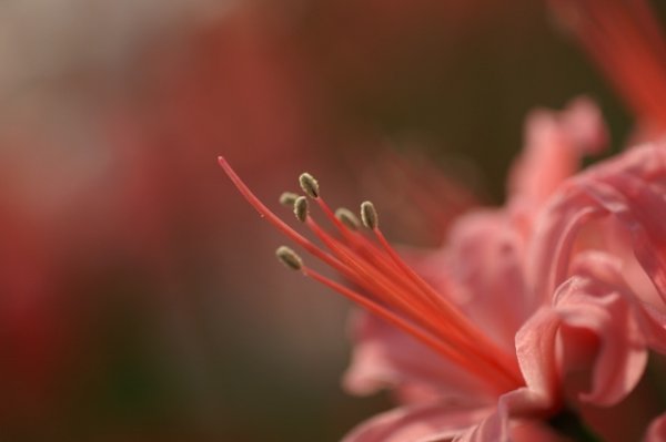 画像5: ネリネ　榛名 (5)