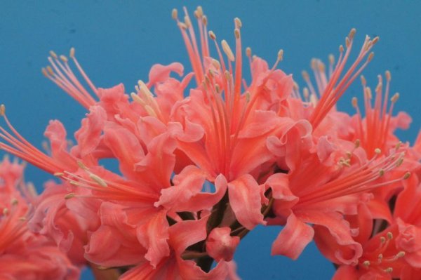 画像6: ネリネ　榛名 (6)